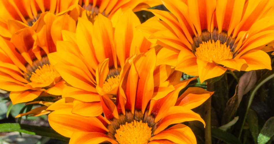 Exploring Vienna’s Flower Markets