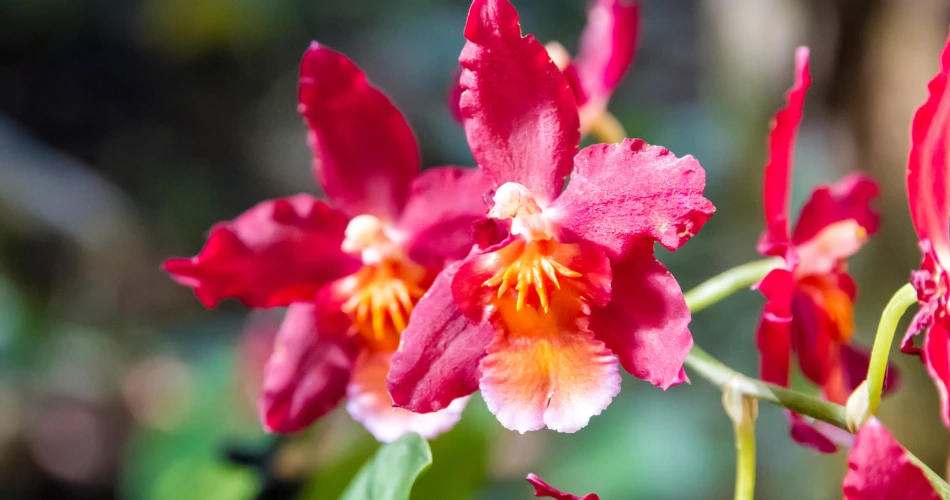 Exploring Vienna’s Flower Markets